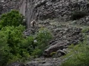 Tunceli’de 2 Bozayı Görüntülendi
