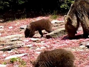 Uludağ’ın Yaban Hayatı Fotokapanda