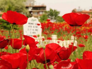 Elazığ’da Gelincikler Mezarlığı Kırmızıya Bürüdü