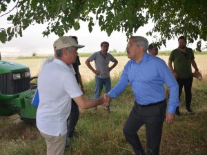 Amik Ovası’nda Buğday Hasadı Başladı