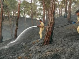 Düşen Yıldırım Orman Yangını Çıkardı