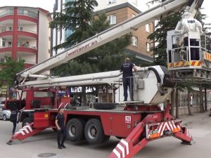 Başkentte Çam Ağacına Oğul Veren Arılar Kurtarıldı