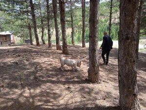 Bingöl’de Başıboş Pitbull, Barınağa Götürüldü