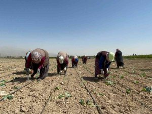 Niğde’de Beyaz Lahana Dikimi Başladı