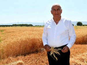 Söke Belediyesi İkinci Kez Buğday Hasadı Yaptı