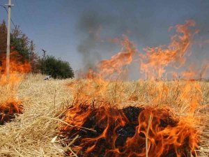 Şanlıurfa’da Çiftçilere Anız Uyarısı