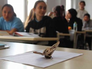Sultanbeyli’de Okulda Görülen 17 Santimlik Dev Kelebek Görenleri Şaşırttı