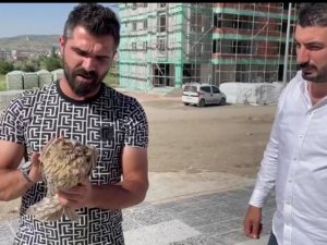 Yaralı Baykuş İçin Vatandaşlar Seferber Oldu