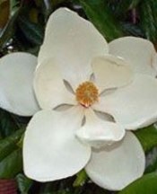 Ağız kokusuna kesin çözüm