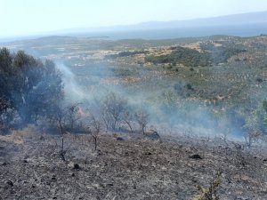 Balıkesir’deki Zeytinlik Yangınına Havadan Müdahale Edildi
