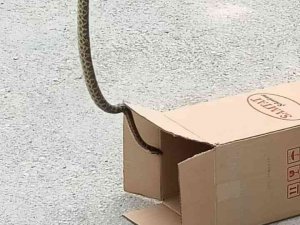 Bahçedeki Duvarda Bulunan 1.5 Metrelik Yılanı İtfaiye Yakaladı