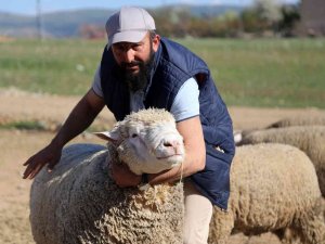 Gümüşhane’de ‘Ile De France’ Irkı Koyunlar Üreticinin Yüzünü Güldürüyor