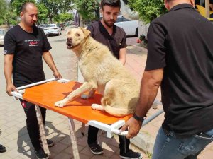 Cipiyle Yolda Yatan ‘Prenses’i Böyle Ezdi