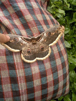 Çay bahçesindeki kelebeğin kanatlarındaki insan figürü şaşırttı