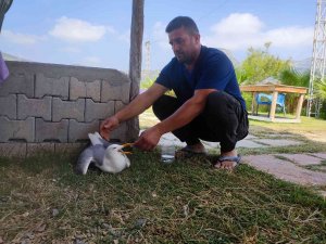 Hatay’da Yaralı Gümüş Martıya Vatandaş Şefkati