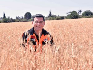 Kepez’in Buğday Tarlalarında Hasat Zamanı