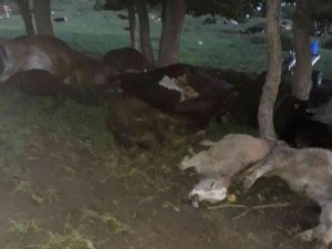 Hayvan Sürüsünün Üzerine Yıldırım Düştü, 17 Büyükbaş Telef Oldu