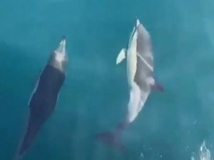 Balıkçıların Sevimli Ortakları