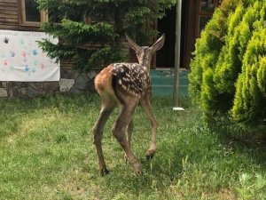Annesi Bulunamayan Kızıl Geyik Koruma Altına Alındı