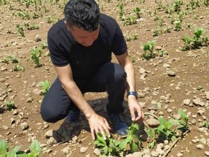 Şiddetli Dolu Yağışı Bağ Ve Tütün Alanlarında Zarara Neden Oldu