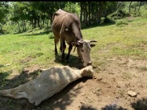 Yıldırım Çarpan Yavrusunun Başından Bira N Olsun Ayrılmıyor