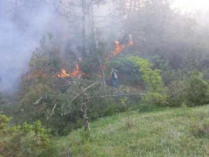 Göynük’te Orman Yangını Kontrol Altına Alındı