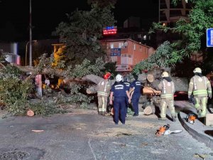 Sancaktepe’de Asırlık Ağaç Yola Devrildi