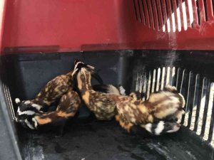 Nesli Tükenmekte Olan ‘Alaca Sansar’ Yavrularıyla Köye İndi