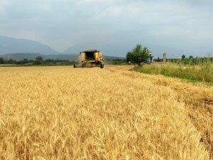 Buğday Üreticisinin Yüzü Gülüyor