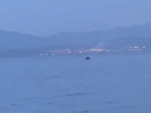 Bursa’da Yunus Balıklarının Şovu Kameralarda