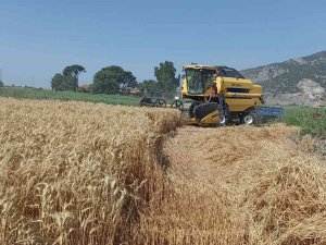 Söke Ovası’nda Buğday Bereketi