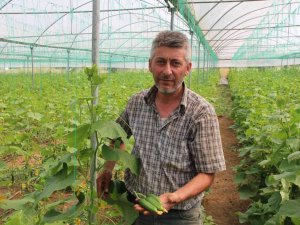 Salatalık Tarlada 2, Pazarda 5, Marketlerde 7 İle 10 Lira Arası