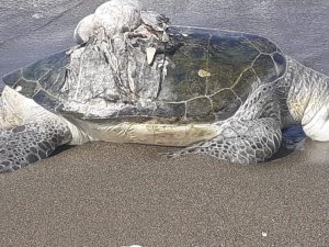 Hatay’da Ölü Yeşil Deniz Kaplumbağası Bulundu