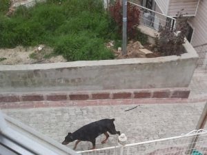 Havlayan Köpekten Korkup Kaçan Çocuğa Araba Çarptı