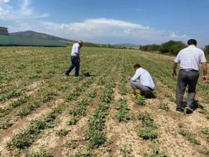 Aslanapa’da Dolunun Ürünlerdeki Etkileri Tespit Ediliyor