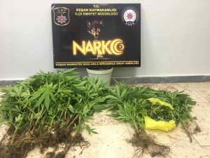 Keşan’da Saksı İçinde Kenevir Ele Geçirildi