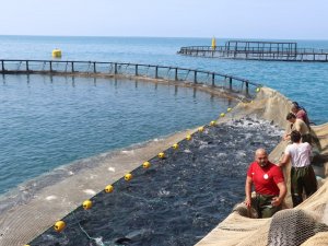 Samsun’da Türk Somonu Hasadı