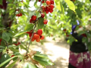 Honazlı Kirazcılar, Başkan Kepenek’in Seçim Vaadini Yerine Geçirmesini Bekliyor
