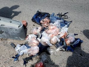 Patlatılan Şüpheli Çantadan Dondurulmuş Balık Çıktı