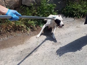 12 Pitbul Cinsi Köpek Bulundu
