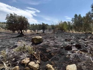Tutuşan Otlar 189 Zeytin Ağacına Zarar Verdi
