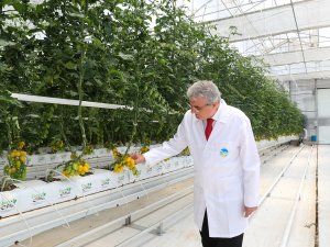 O Merkezde Yılda 1250 Ton Domates Üretimi Hedefleniyor