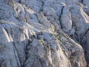 Elazığ’da Yavru Yaban Keçisi Görüldü