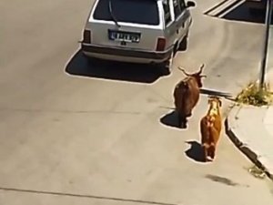 Keçileri Kaçıran Sürücü Kamerada...