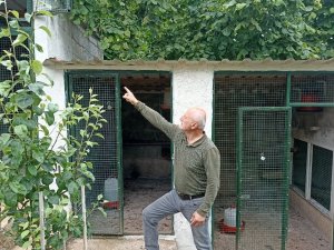 Girdiği Çiftlikte Hiçbir Şeye Dokunmayıp Çıkıp Giden Ayı Tedirgin Etti