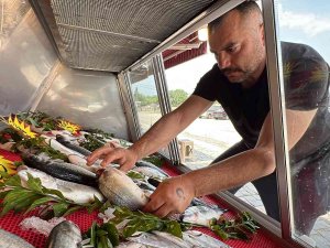 Tezgahlarda Lüfer Ve Çinekop Bolluğu