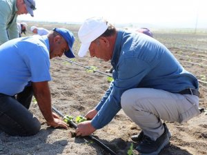 Ereğli’de Organik Tarımda İlk Adım Atıldı