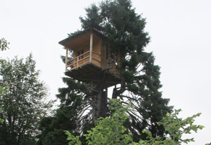 Gürgen Ağacının Tepesine Ev Kurdu