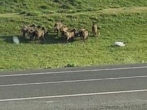 Sarıkamış’ta Domuz Sürüsü Kameraya Yansıdı