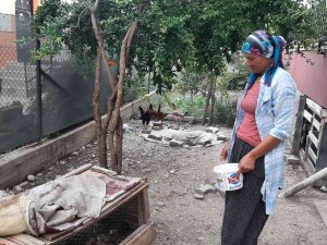 Civciv Hırsızı Kedi Mahalleliyi Canından Bezdirdi